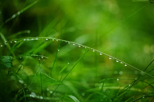 Капли воды на зеленой траве. Природа абстрактный фон. Селе — стоковое фото