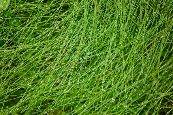 Gotas de agua en la hierba verde. Naturaleza fondo abstracto — Foto de Stock