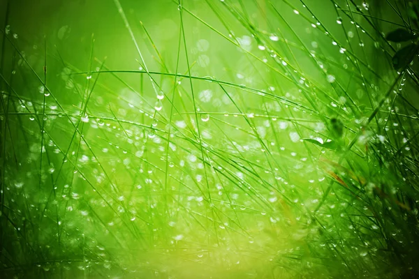 Капли воды на зеленой траве. Абстрактный фон природы — стоковое фото