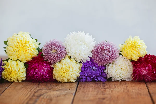 Coloridas flores Aster sobre fondo de madera. Callistephus chinen —  Fotos de Stock