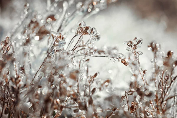Planta Congelada Paisaje Invernal Congelado Fondo Natural — Foto de Stock