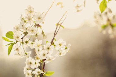 Doğanın soyut arka planında çiçek açan kiraz ağacının güzel bahar dalları. Seçici odak, boşluğu kopyala