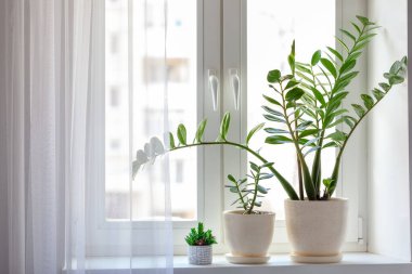 Ev bitkileri dekoratif ve yaprak döken pencere kenarında yeşil yapraklar. Zamioculcas Zamifolia Salon Bitkisi.