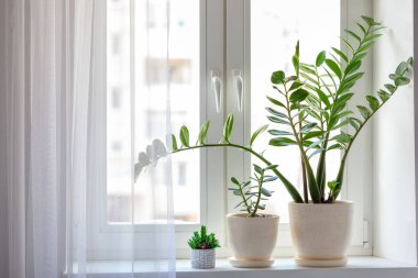 Home plants decorative and deciduous with green leaves on the windowsill. Zamioculcas Zamifolia Indoor Plant. clipart