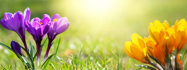 Kapalı Violet ve Sarı ilkbahar timsahları güzel açık havada çiçek açarlar. Arka planda güneş ışığı olan bahar çiçekleri. Pankart.