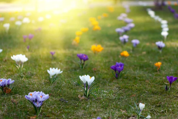 Coloridos Azafranes Primavera Florecen Hermoso Parque Matutino Flores Primavera Con — Foto de Stock