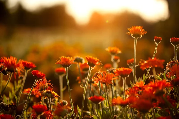 Resumen Fondo Natural Verano Flores Campo Anaranjado Los Rayos Del — Foto de Stock