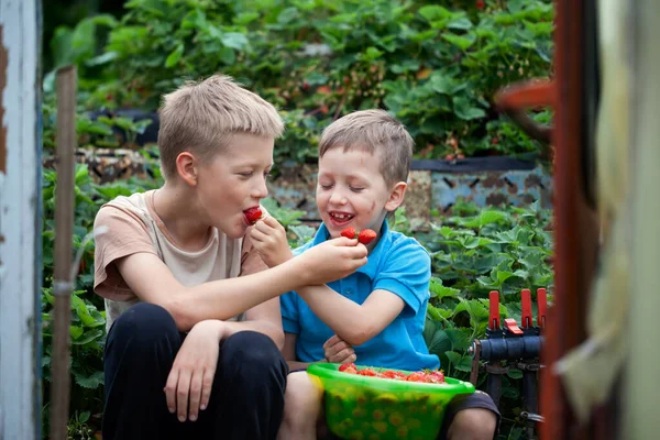 Два Маленьких Брата Брата Веселятся Едят Клубнику Органической Ферме Летом — стоковое фото