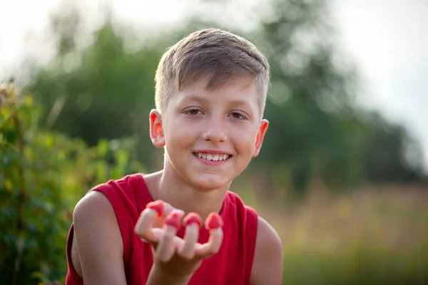 Niño Sonriente Recogiendo Comiendo Frambuesas Frescas Maduras Jardín Verano Patio —  Fotos de Stock