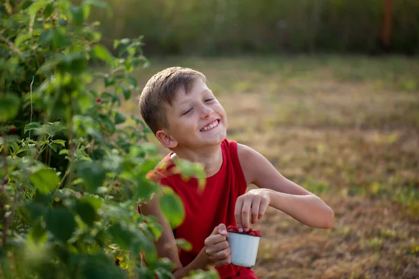 Criança Sorrindo Colhendo Comendo Framboesas Maduras Frescas Jardim Verão Quintal — Fotografia de Stock