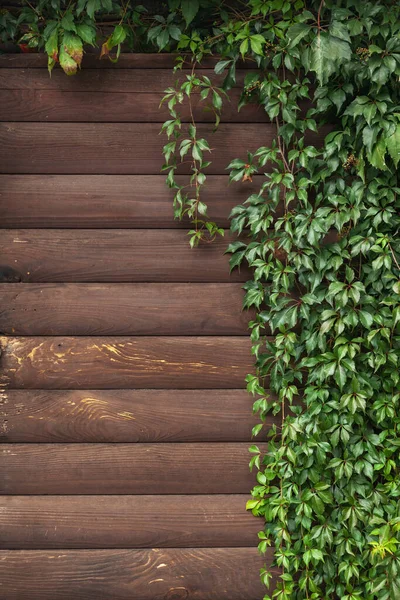 Jesień Zielony Liść Nad Drewniany Tło Kopia Przestrzeń — Zdjęcie stockowe
