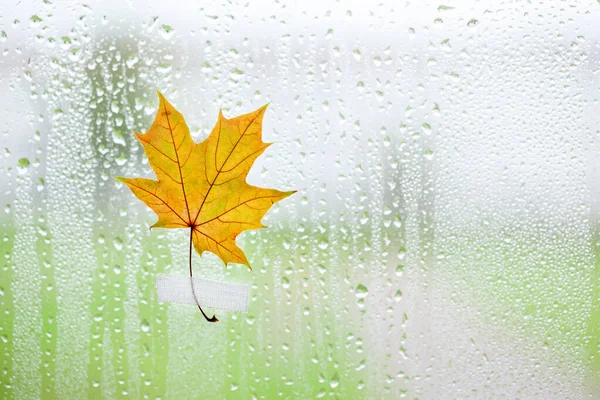 Yellow maple leaf on window glass with rain drops in the autumn rainy day, season is fall. Autumn seasonal background