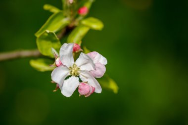 Çiçeği ağaç doğa arka plan, bahar çiçekleri, Bahar geri üzerinde