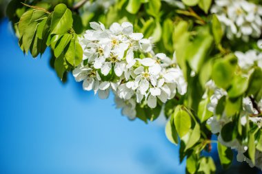 Çiçeği ağaç doğa arka plan, Bahar çiçek, Bahar Backgr üzerinde