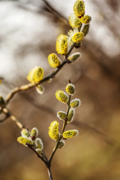 Ramos de salgueiro com botões florescendo no início da primavera — Fotografia de Stock