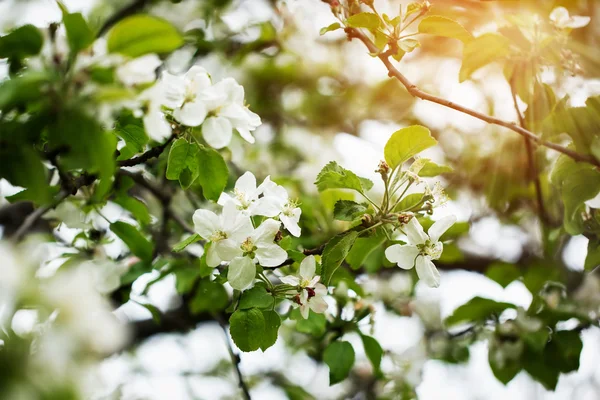 自然背景、春の花、春の Bac に花の木 — ストック写真