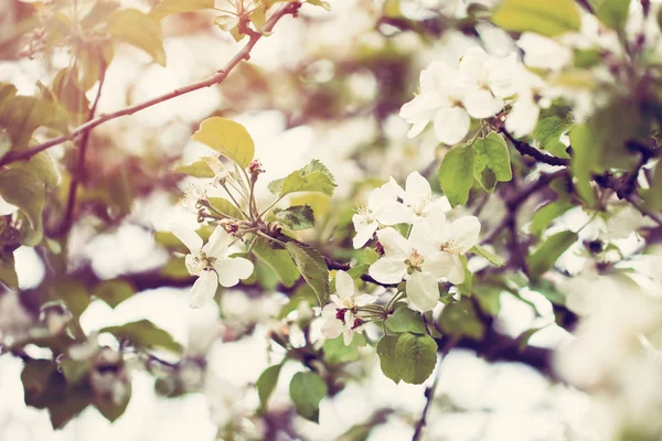 Albero di fiori sullo sfondo della natura, Fiori di primavera, Spring Bac — Foto Stock