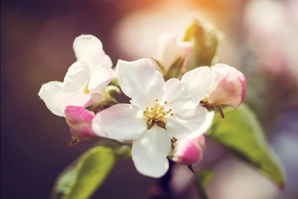 Flor de manzano sobre fondo natural, Flor de primavera, Primavera —  Fotos de Stock