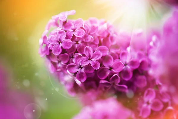 Vackra lila vårblommor, selektiv inriktning — Stockfoto
