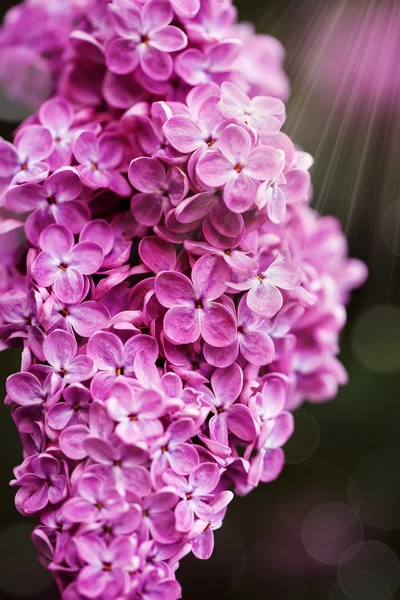 Hermosas flores de primavera lila, al aire libre , — Foto de Stock