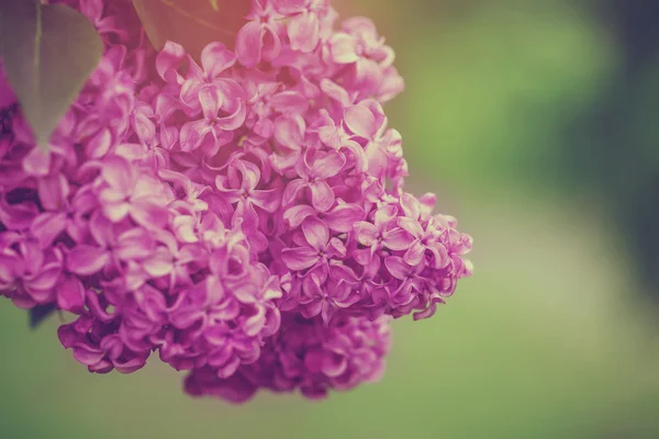 Lindas flores lilás primavera, foco seletivo, imagem tonificada — Fotografia de Stock