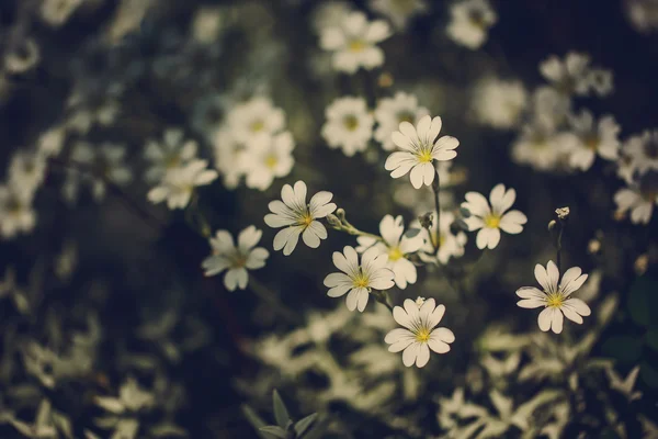 Flores blancas pequeñas. Paisaje verano . — Foto de Stock