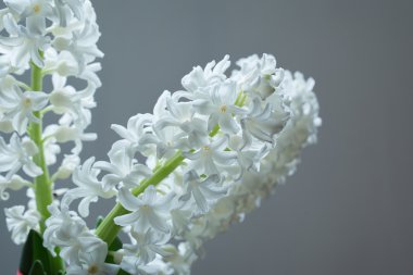 izole gri arka plan üzerinde beyaz sümbül çiçeği