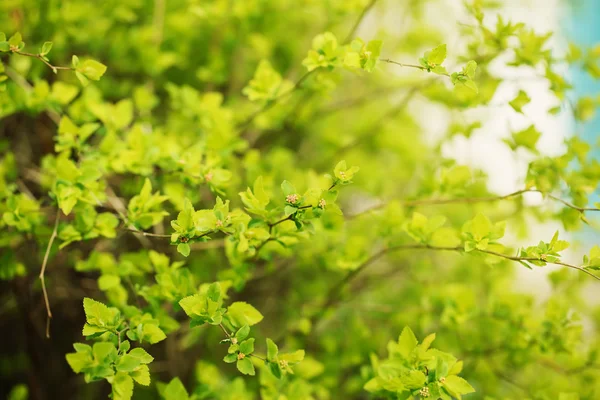 Spring, green, bright branch with fresh green leaves — Stock Photo, Image