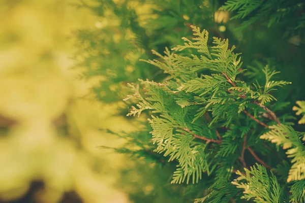 Groene tak van een thuja op een gele en groene achtergrond, tonin — Stockfoto