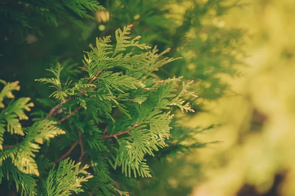 Gröna grenen av en thuja på gul och grön bakgrund, tonin — Stockfoto