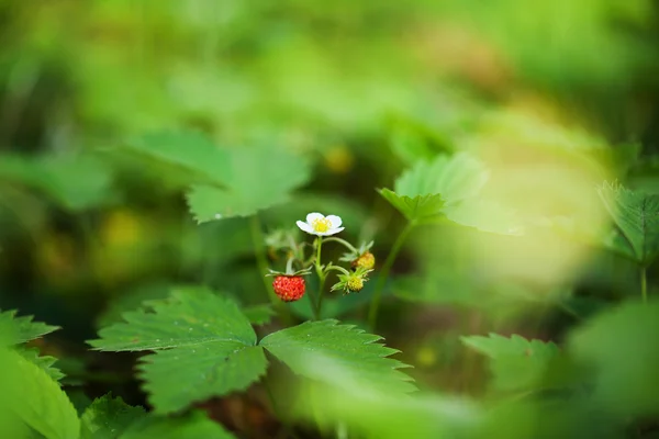 Blossoming and berry of wild strawberry on a green background. f — Stock Photo, Image