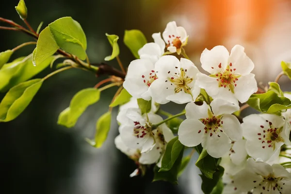 Beautiful apple tree branch with sun — Stock Photo, Image