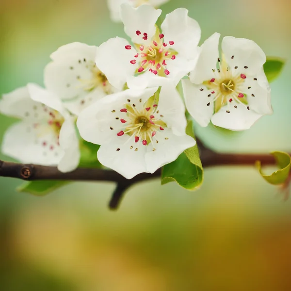 Natural background for design with a blossoming branch of a swee — Stock Photo, Image