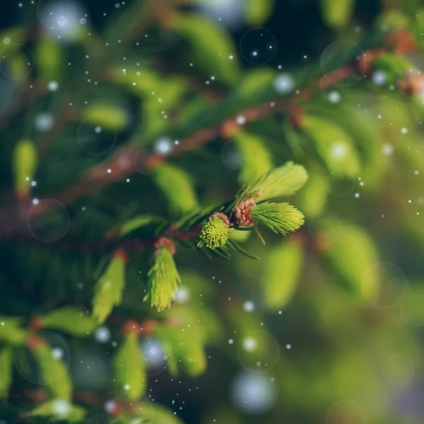 Young spruce twigs. Natural background from spring forest — Stock Photo, Image