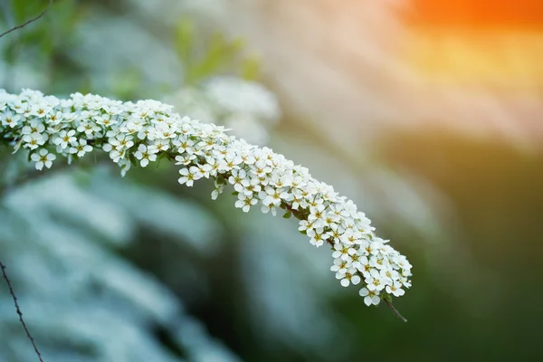 Branchsmall flowers, bush of small white florets. — Stock Photo, Image