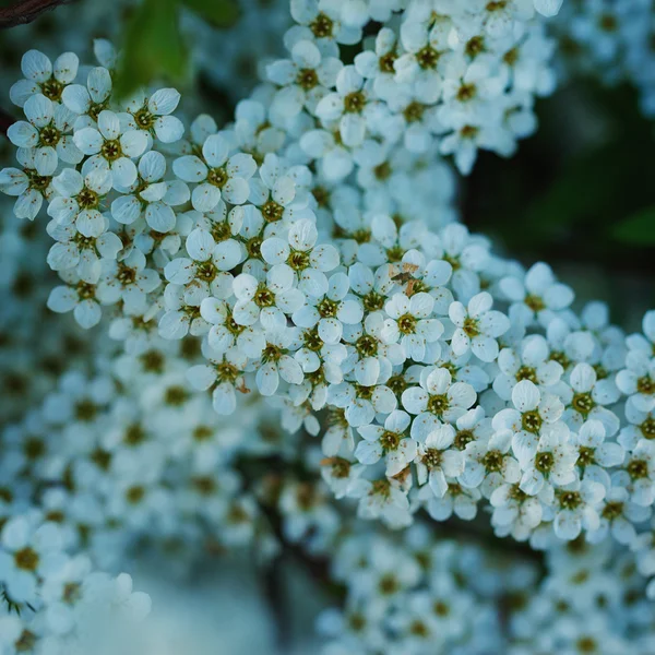 Branchsmall flowers, bush of small white florets. — Stock Photo, Image