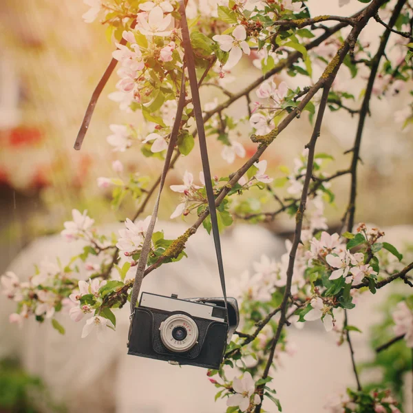 Eski kamera güneşli bahar günde bir elma ağacı üzerinde asılı