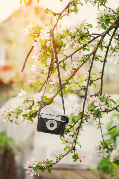 Viejo retro la cámara cuelga de un manzano en soleado día de primavera —  Fotos de Stock