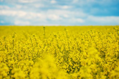 Bahar sarı alan kolza bloom ve güzel mavi gökyüzü.