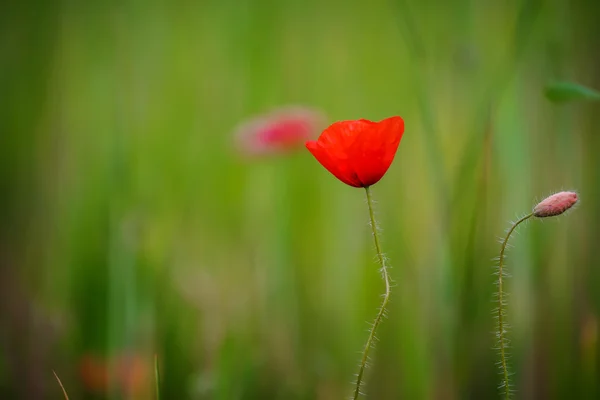 Kleurcontrast tussen poppy en groene veld met een heleboel kopie — Stockfoto