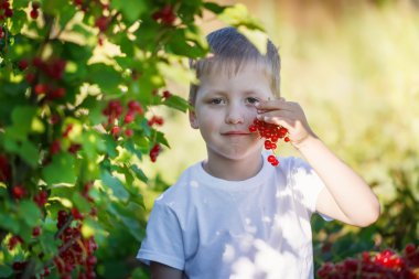 Komik küçük çocuk Frenküzümü fidanları bir bahçe gelen kırmızı kuş üzümü tespit.