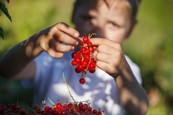 Свежие плоды красной смородины в руках мальчика — стоковое фото