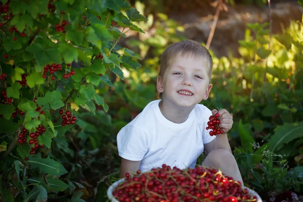 Забавный малыш собирает красную смородину из кустов смородины в саду — стоковое фото