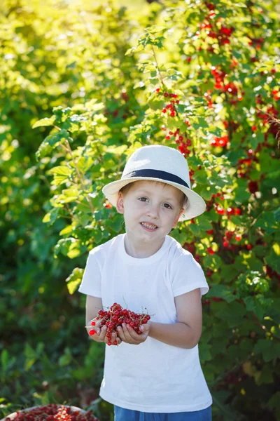 Happy little boy holding a red currant  in a garden — Stock Photo, Image