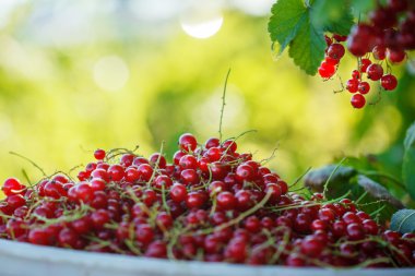 Olgun kırmızı kuş üzümü doğa arka plan üzerine bir kova.