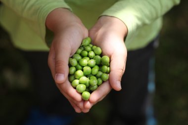 Taze çekilmiş yeşil bezelye çocuk elini tuttum.