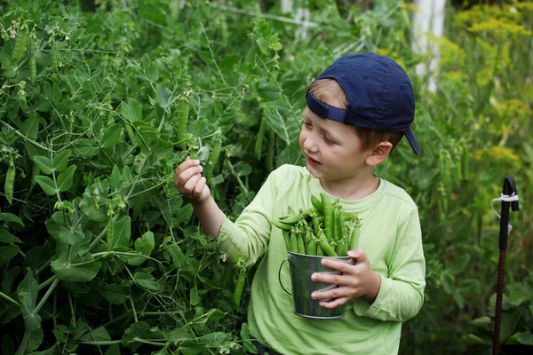 küçük çocuk mutfak bahçede yeşil bezelye tespit