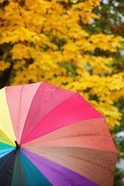 Renkli renkli şemsiye üzerinde sarı sonbahar yaprakları.