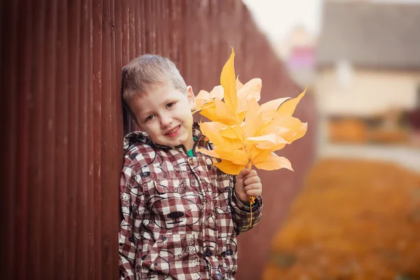 Portrait of small boy with yellow maple leaves — Stock Photo, Image