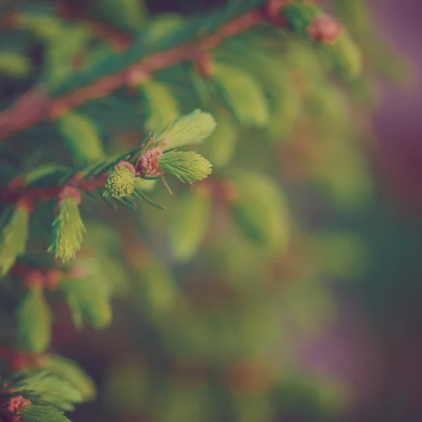 Close-up van groen-kerstboom. Kerstmis achtergrond. Afgezwakt retr op te geven — Stockfoto